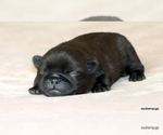 Small #4 Pug