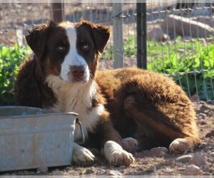 Father of the Australian Shepherd puppies born on 07/01/2026
