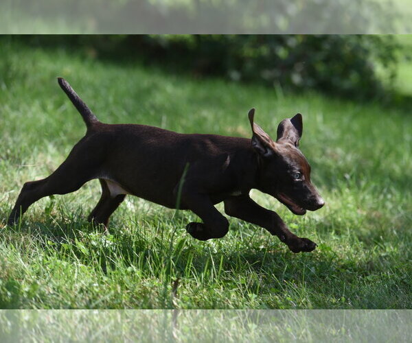 Medium Photo #11 Chocolate Labrador retriever-Pointer Mix Puppy For Sale in Mechanicsburg, PA, USA