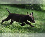 Small Photo #11 Chocolate Labrador retriever-Pointer Mix Puppy For Sale in Mechanicsburg, PA, USA