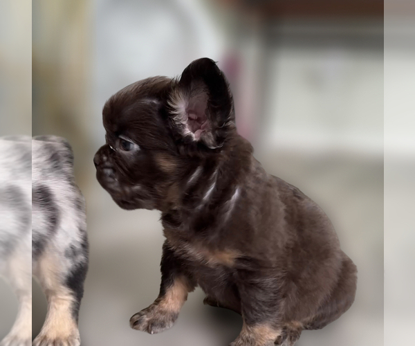 Medium Photo #2 French Bulldog Puppy For Sale in PALMDALE, CA, USA