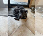 Small #2 Labrador Retriever Mix