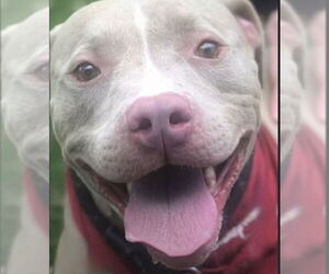 Cutie Chunks - Male American Staffordshire Terrier-Argentinian Mastiff Mix Dog for Adoption - Photo #4