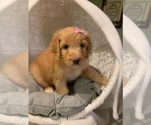 Aussie-Poo-Goldendoodle Mix Puppy for sale in HOLT, MO, USA