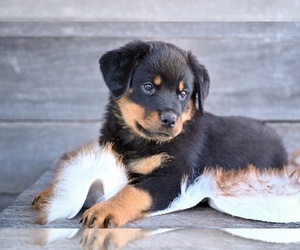 Rottweiler Puppy for sale in MILLERSBURG, OH, USA
