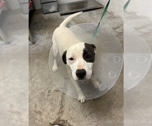 Border Collie-Unknown Mix Dogs for adoption in San Andreas, CA, USA