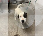 PRINCESS - Female Border Collie-Unknown Mix Dog for Adoption - Small photo