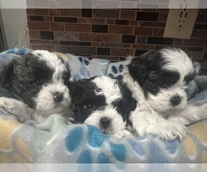 Zuchon Puppy for sale in LAKE GENEVA, WI, USA