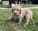 Small Photo #4 Labradoodle Puppy For Sale in JACKSONVILLE, FL, USA