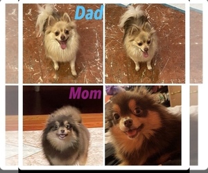 Father of the Pomeranian puppies born on 06/11/2022
