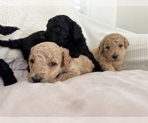 Goldendoodle Puppy for sale in FONTANA, CA, USA