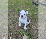 Small #5 Olde English Bulldogge