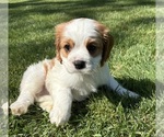 Small Photo #7 Cavalier King Charles Spaniel Puppy For Sale in FAIR HAVEN, MI, USA