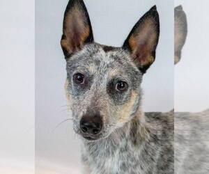 Jack Russell Terrier-Unknown Mix Dogs for adoption in Kennesaw, GA, USA