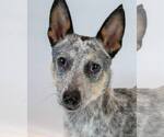 Small Jack Russell Terrier Mix