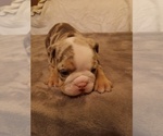 Puppy Tokyo Puppy 7 English Bulldog