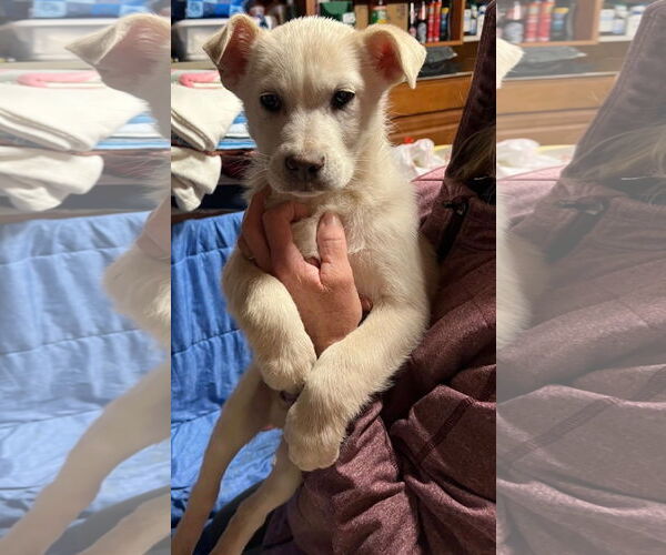 Medium Photo #1 Retriever -Unknown Mix Puppy For Sale in Jackson Township, NJ, USA