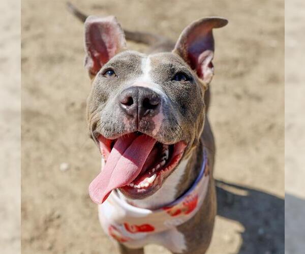 Medium Photo #2 American Staffordshire Terrier Puppy For Sale in San Antonio, TX, USA