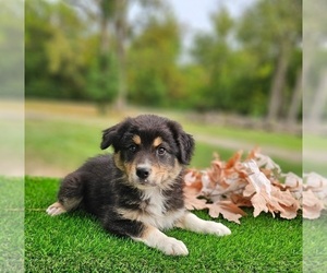 Australian Shepherd Puppy for sale in INDIANAPOLIS, IN, USA