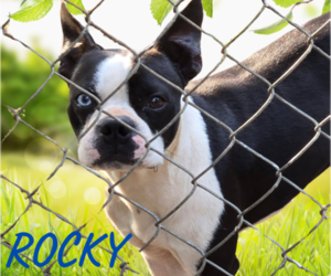 Father of the Boston Terrier puppies born on 04/08/2025