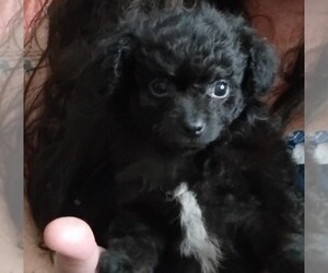 Poodle (Toy)-Yorkshire Terrier Mix Puppy for sale in LAWRENCEBURG, IN, USA