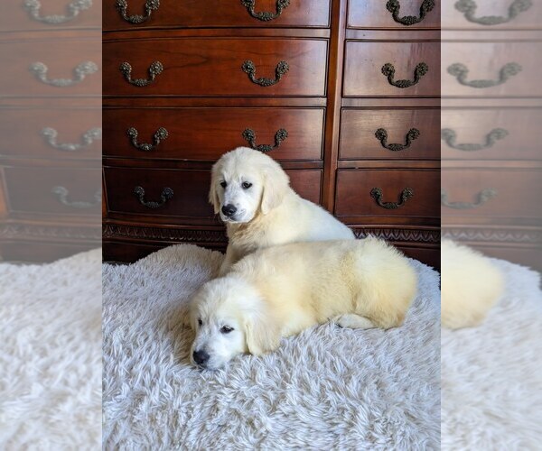 Medium Photo #3 Golden Retriever Puppy For Sale in ELVERTA, CA, USA