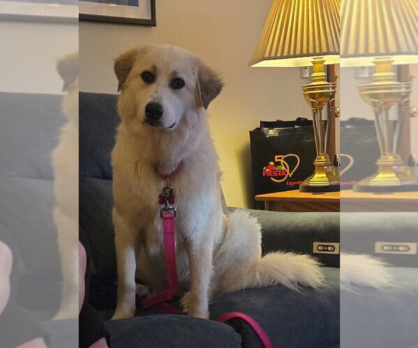 Medium Photo #10 Great Pyrenees-Unknown Mix Puppy For Sale in Mundelein, IL, USA