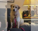 Small #9 Great Pyrenees Mix