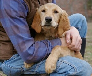 Golden Irish Puppy for Sale in SALEM, Missouri USA