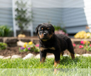 Rottweiler Puppy for Sale in NAPPANEE, Indiana USA