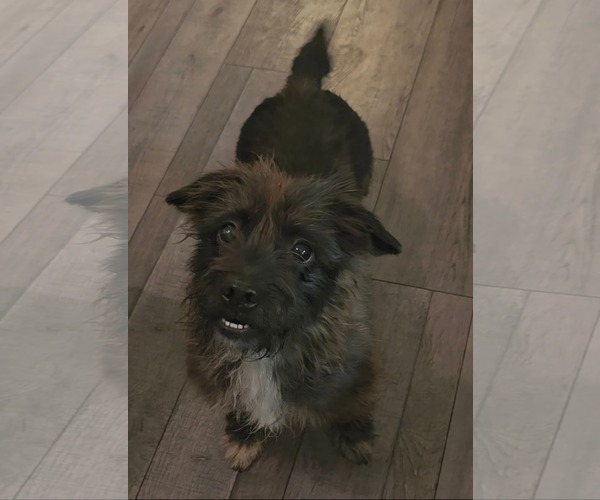 Medium Photo #4 Mutt Puppy For Sale in Rosenberg, TX, USA