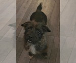 Small #3 Mutt