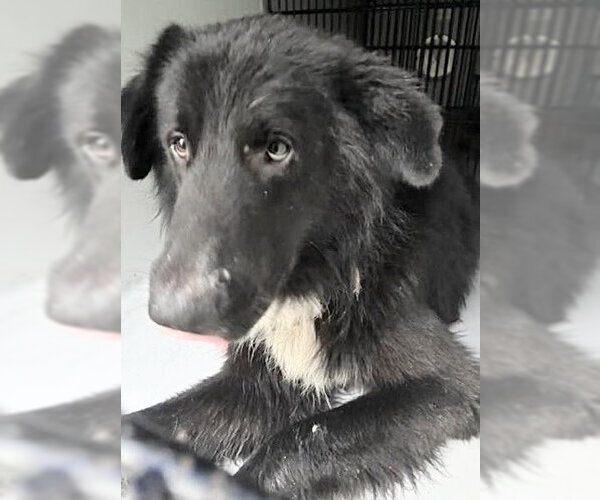 Medium Photo #1 German Shepherd Dog-Unknown Mix Puppy For Sale in Houston, TX, USA