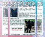 Small #2 German Shepherd Dog