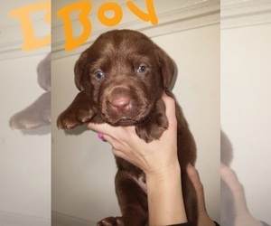 Labrador Retriever Puppy for sale in ROBBINS, TN, USA