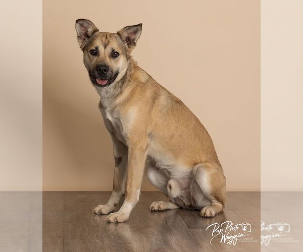 Medium Photo #6 Labrador Retriever-Unknown Mix Puppy For Sale in Claremore, OK, USA