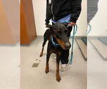 Small Doberman Pinscher