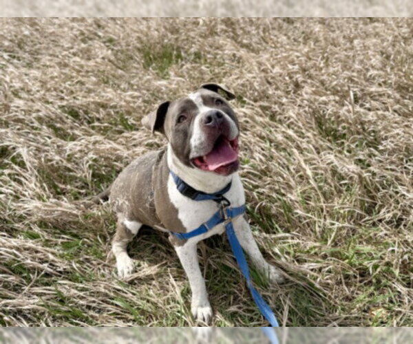 Medium Photo #2 Staffordshire Bull Terrier Puppy For Sale in Fort Collins, CO, USA