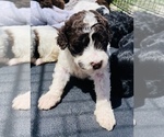 Small Photo #4 Portuguese Water Dog Puppy For Sale in REXBURG, ID, USA