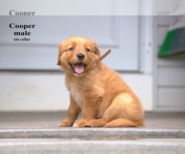 Medium Photo #6 Golden Retriever Puppy For Sale in CLARE, MI, USA