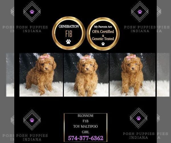Medium Photo #6 Maltipoo Puppy For Sale in WARSAW, IN, USA