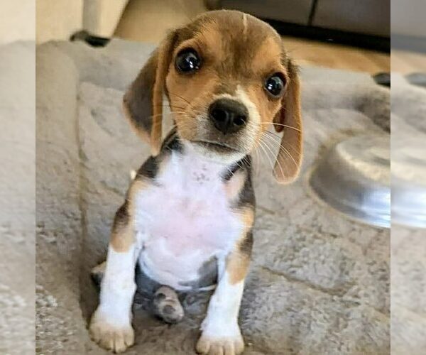 Medium Photo #1 Beagle-Unknown Mix Puppy For Sale in Spring Lake, NC, USA