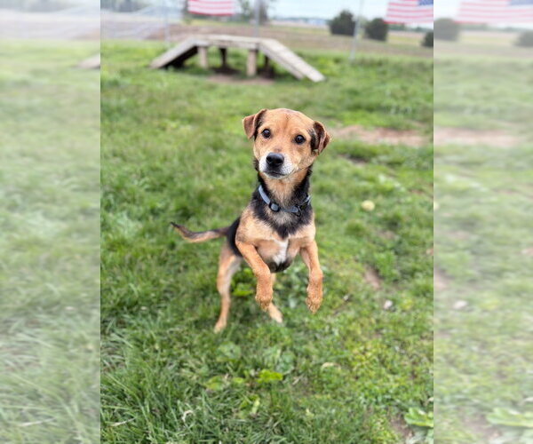 Medium Photo #3 Mutt Puppy For Sale in Pierceton , IN, USA