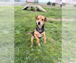 Small #2 Mutt