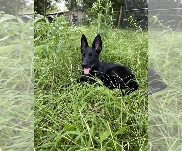 Medium Photo #6 German Shepherd Dog Puppy For Sale in PLANT CITY, FL, USA