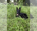 Small Photo #6 German Shepherd Dog Puppy For Sale in PLANT CITY, FL, USA