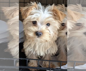 Yorkshire Terrier Puppy for sale in MIDDLETOWN, DE, USA