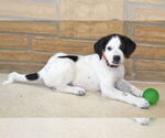 Small #3 Great Pyrenees-Pointer Mix