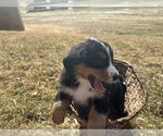 Small #6 Bernese Mountain Dog