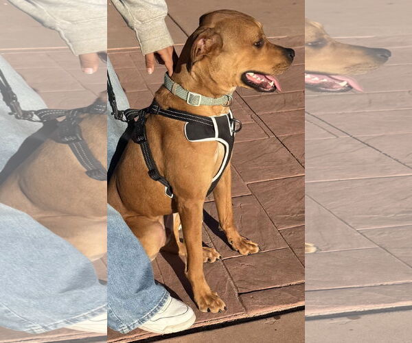 Medium Photo #2 Black Mouth Cur-Unknown Mix Puppy For Sale in Queen Creek, AZ, USA